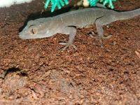 Gold Gecko Reptiles Photos