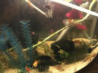 Gold Mickey Mouse Platy Fishes Photos