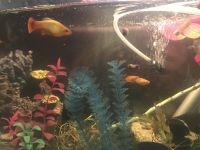 Gold Mickey Mouse Platy Fishes Photos