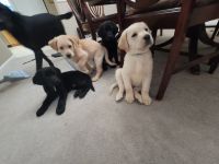 Goldador Puppies for sale in Cheyenne, WY, USA. price: $600