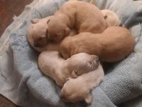 Goldador Puppies for sale in Ronan, MT 59864, USA. price: $800