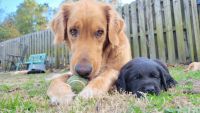 Goldador Puppies for sale in Wilmington, North Carolina. price: $500