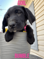 Goldador Puppies for sale in Montrose, Colorado. price: $150