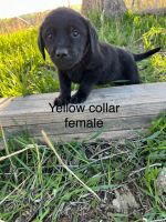 Goldador Puppies for sale in Luana, Iowa. price: $600