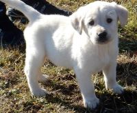 Goldador Puppies for sale in Vancouver, BC, Canada. price: $500
