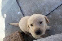Goldador Puppies for sale in Rialto, CA, USA. price: $250