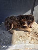 Golden Aussiedoodles