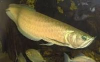 Golden barb Fishes for sale in Oklahoma City, OK, USA. price: $120