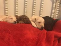 Price reduction! 3 Beautiful Golden Doodle pups left!!