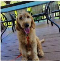 Golden Doodle Puppies for sale in Vancouver, BC, Canada. price: $920