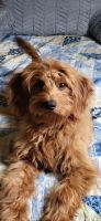Golden Doodle Puppies for sale in 804 Hickory Ln, Mantorville, MN 55955, USA. price: $300