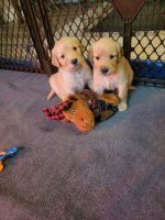Golden Doodle Puppies for sale in Lake City, Florida. price: $1,000