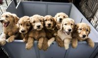 Golden Doodle Puppies for sale in Zephyrhills, Florida. price: $1,200