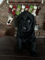 Golden Doodle Puppies for sale in Lancaster, California. price: $875
