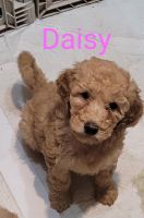 Golden Doodle Puppies for sale in Oxford, Mississippi. price: $750
