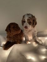 Golden Doodle Puppies for sale in Mapleton, Utah. price: $4,500
