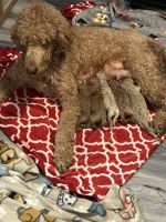 Golden Doodle Puppies for sale in Wildwood, New Jersey. price: $1,800