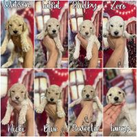 Golden Doodle Puppies for sale in Kissimmee, Florida. price: $2,500