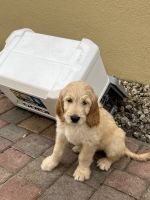 Golden Doodle Puppies for sale in Miami, Florida. price: $2,950