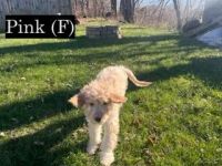 Golden Doodle Puppies for sale in Columbus, Ohio. price: NA