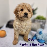 Golden Doodle Puppies for sale in Stuart, NE 68780, USA. price: $1,200