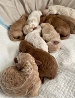 Golden Doodle Puppies for sale in Victorville, California. price: $2,000
