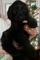 Golden Doodle Puppies for sale in Taylorsville, North Carolina. price: $800