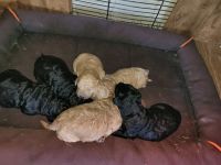 Golden Doodle Puppies for sale in 349 County Rd 400e, Seminole, TX 79360, USA. price: NA