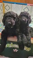 Golden Doodle Puppies for sale in Coldwater, Michigan. price: $600