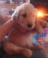Golden Doodle Puppies for sale in Hickory, NC, USA. price: $900