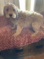 Golden Doodle Puppies for sale in Dadeville, Missouri. price: $1,200