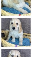 Golden Doodle Puppies for sale in Seattle, Washington. price: $1,850