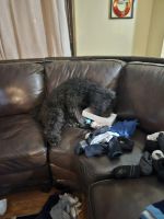 Golden Doodle Puppies for sale in Wyandanch, New York. price: $2,000