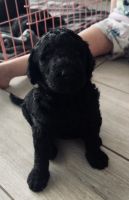 Golden Doodle Puppies for sale in Venice, Florida. price: $1,800