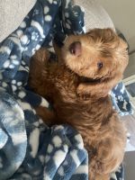 Golden Doodle Puppies for sale in Tulare, California. price: $80,000