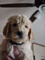 Golden Doodle Puppies for sale in Augusta, Illinois. price: NA