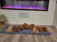 Golden Doodle Puppies for sale in Fall River, Massachusetts. price: $2,500