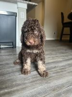 Golden Doodle Puppies for sale in Frisco, Texas. price: $2,000