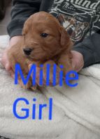 Golden Doodle Puppies for sale in Hamilton, IN 46742, USA. price: $500
