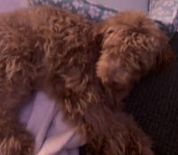 Golden Doodle Puppies for sale in Provo, Utah. price: $1,000