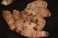 Golden Doodle Puppies for sale in Whittlesea, Victoria. price: $2,900