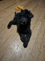 Golden Doodle Puppies for sale in Washington, Indiana. price: $150