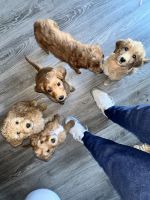 Golden Doodle Puppies for sale in Massena, New York. price: $1,200