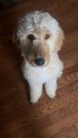 Golden Doodle Puppies for sale in New Castle, Pennsylvania. price: $500