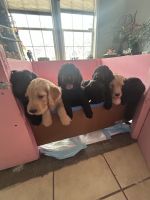 Golden Doodle Puppies for sale in Chantilly, Virginia. price: $1,500