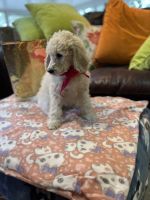 Golden Doodle Puppies for sale in Dunnellon, Florida. price: $1,000