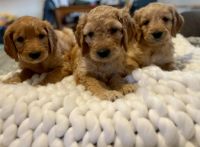 Golden Doodle Puppies for sale in St. Louis, Missouri. price: $500
