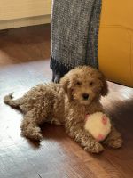 Golden Doodle Puppies for sale in Los Angeles, California. price: $1,200