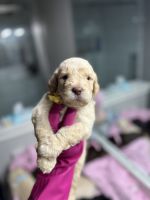 Golden Doodle Puppies for sale in Yuma, Arizona. price: $1,500