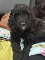 Golden Doodle Puppies for sale in McDonough, Georgia. price: $850